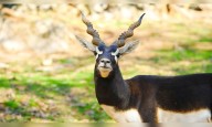 Two more blackbucks die at Belagavi zoo, toll reaches 30