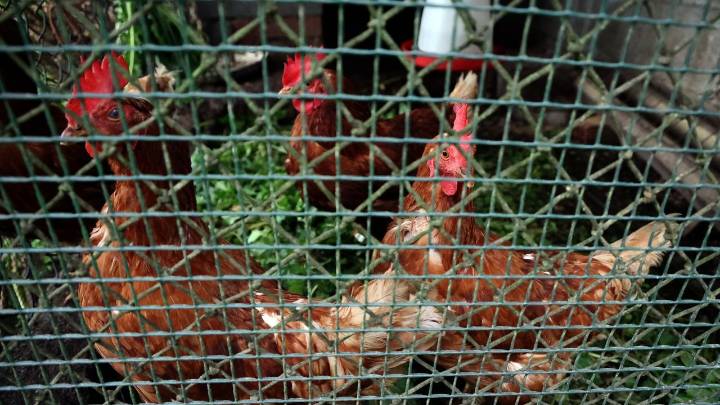 El confinamiento de las gallinas ante el peligro de expansión de la gripe aviar: ¿Es Galicia una zona de riesgo?