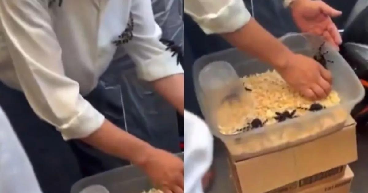 VIDEO: ¡En plena calle! Detienen a hombre por traficar tarántulas en Azcapotzalco CDMX