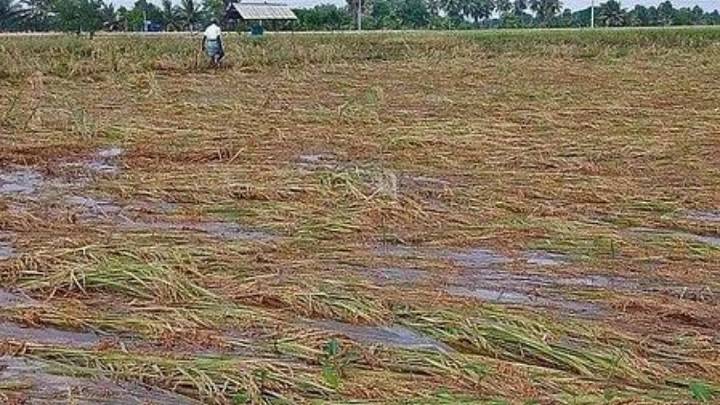 Relief for farmers—wild animal attack, paddy inundation included under ‘Localised Risk’ cover