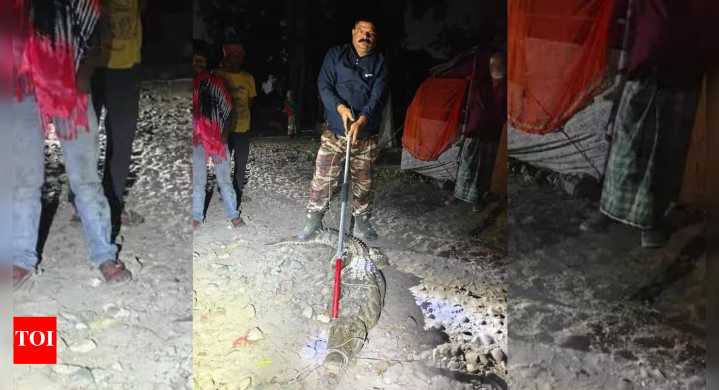 ‘They came from ponds': 40 crocodiles rescued from Haridwar homes and fields, locals fear return; forest dept on alert