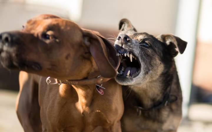 ¿Cómo detectar la rabia en tus mascotas? Señales y prevenciones