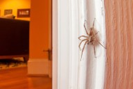 Should I kill spiders in my home? An entomologist explains why not to