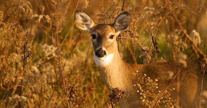 Former Cardinals pitcher fighting 2022 hunting citations