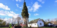 Rockefeller Center's Christmas Tree cut down in upstate New York, standing a towering 75 feet tall
