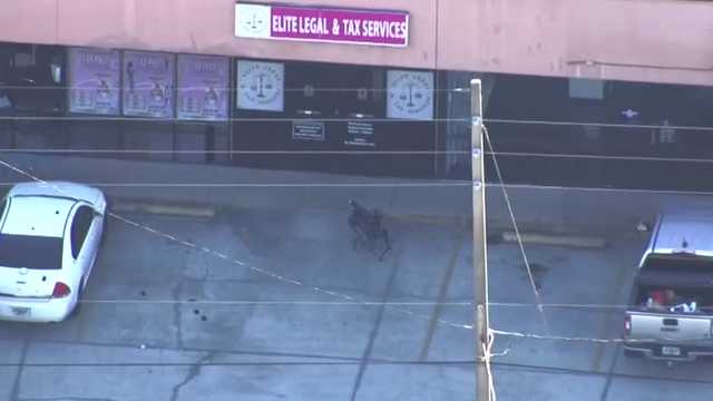 Video: Robot dog sent into Orlando tattoo shop amid SWAT standoff