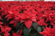 Destaca Clara Brugada producción histórica de 1 millón 800 mil flores de nochebuena en 2025; garantiza continuidad de apoyos a productores