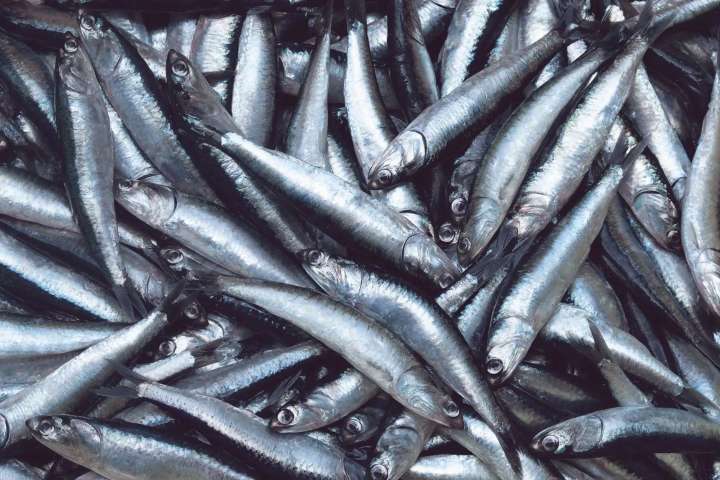 Establecen límite máximo de captura de anchoveta para la Segunda Temporada de Pesca 2025