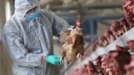 Confirman el primer contagio humano de la variante H5N5 de gripe aviar en Estados Unidos