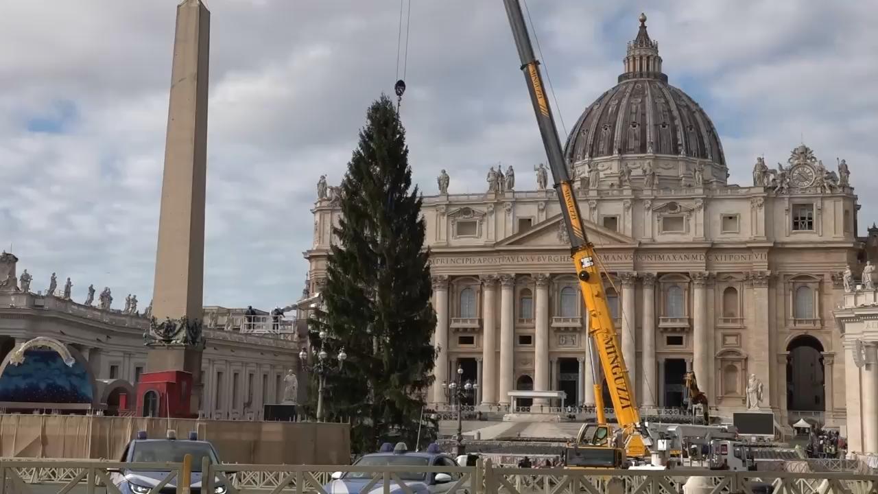 Giant tree placed in St. Peter's Square in preparation of Christmas festivities