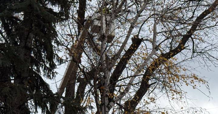 Trees on Canyon Road start to come down