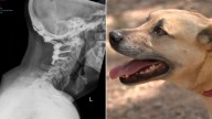 Man survives decapitation after being rescued by loyal dog