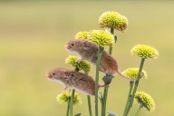 Quiz ahoy! Even these gorgeous mice have been waiting for the Country Life Quiz of the Day, November 21, 2025