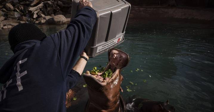 ABQ BioPark hippo dies shortly after birth of baby hippo