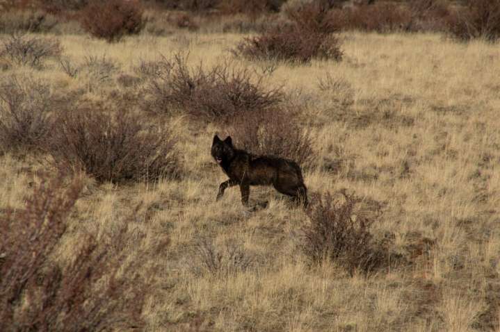 Amid National Wolf Debate, California Kills Four of the Predators After ‘Unprecedented’ Livestock Attacks