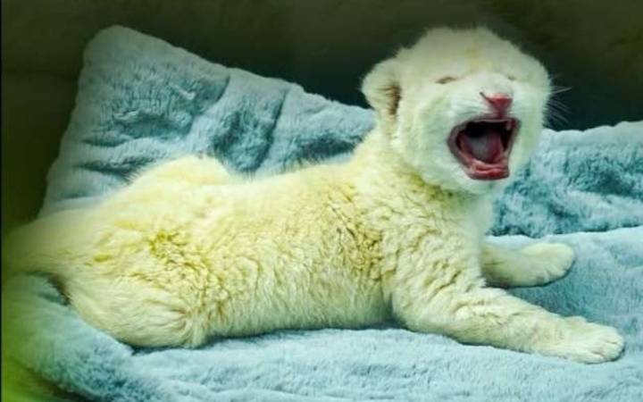 Zoológico de Las Delicias en Aragua celebra el nacimiento de dos cachorros de león blanco de Timbavati