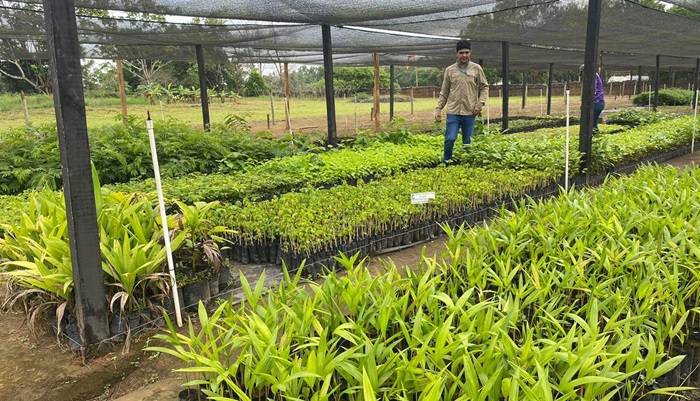 Mega viveros en el Meta producirán más de un millón y medio de árboles en el 2024