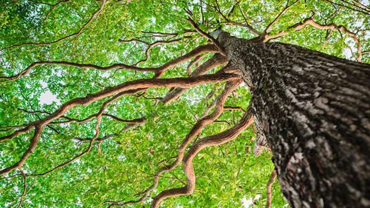 El primer árbol en la historia del planeta Tierra: ¿Cómo fue su nacimiento hace 385 millones de años?
