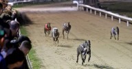 Government responds to calls to ban greyhound racing in England