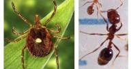 UVA researcher confirms first death linked to tick