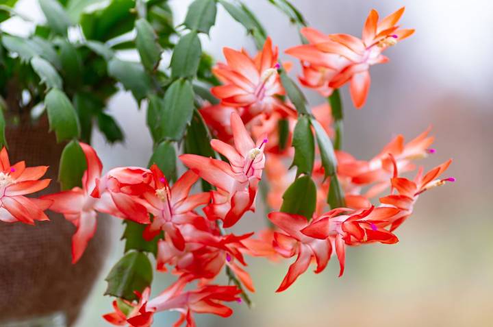 5 Reasons Your Christmas Cactus Isn’t Blooming—and How to Get Flowers Fast