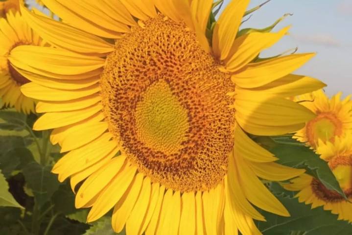 Híbridos locales de girasol duplican el potencial productivo en San Luis
