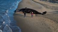 Autoridades de Nantucket buscan retirar el cadáver de un cachalote de 15 metros