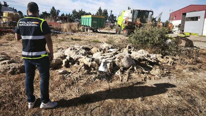 Detenido un ganadero en Parla por tener decenas de ovejas abandonadas hasta la muerte