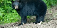 Wisconsin Department of Natural Resources asks for public’s help with black bear research study