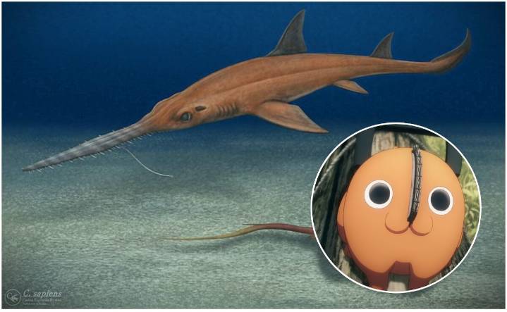 Investigadores nombran fósil de tiburón en honor al anime "Chainsaw Man"