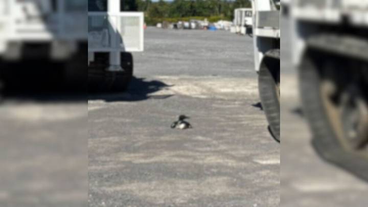 New York Workers Stop Everything When They Notice A Surprising Visitor Near Their Equipment