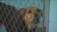 San Marcos animal shelter seeking urgent community help due to overcrowding