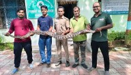 Massive Python Rescued Near Residential Property In Berhampur’s Nuagaon