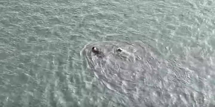 Officer jumps into cold bay waters to rescue injured dog