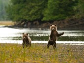 Grizzly bears in B.C.: What you need to know