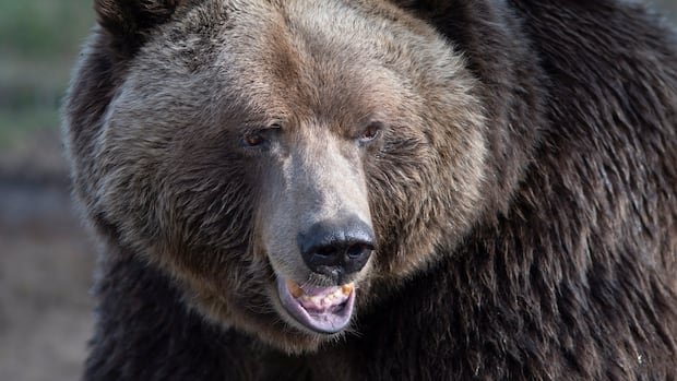 Officials speaking after grizzly bear attacks elementary school group in B.C.