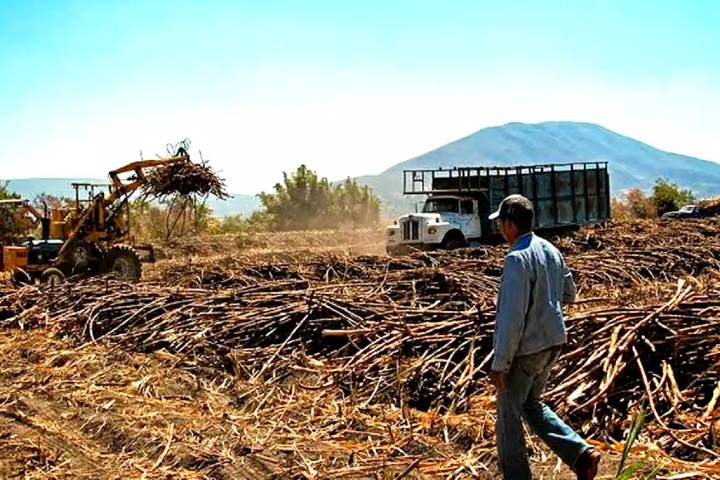 Cañeros en crisis: 90% enfrenta pérdidas y la zafra en Quintana Roo se retrasa hasta 2026