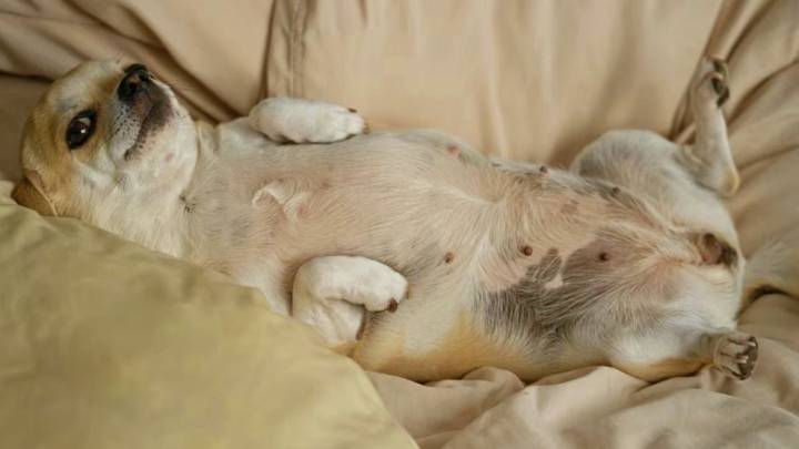¿Por qué los perros duermen panza arriba? Que dicen los veterinarios