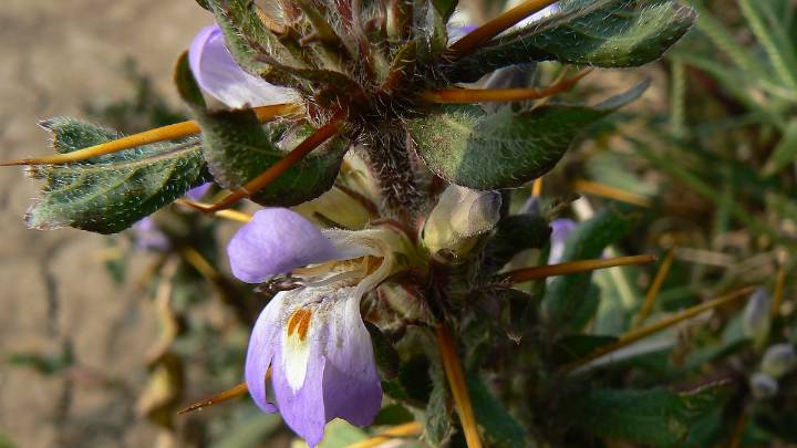 Discover Why Kokilaksha Is Becoming Ayurveda’s Most Talked