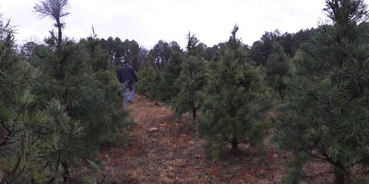 Missouri Christmas tree farmers prepare for busiest season