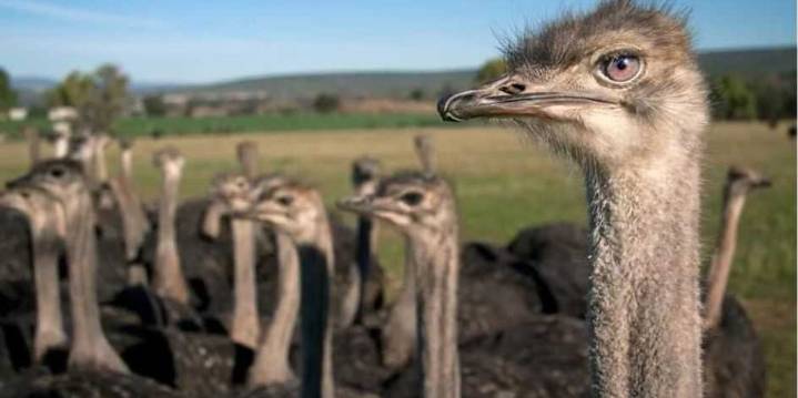 Massacre at Universal Ostrich Farms: Canada kills hundreds of birds despite no evidence of avian flu