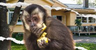 Are Pet Monkeys Legal in Texas?