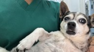 Patuco, el perro que sacudió a toda Canarias, ya descansa en paz