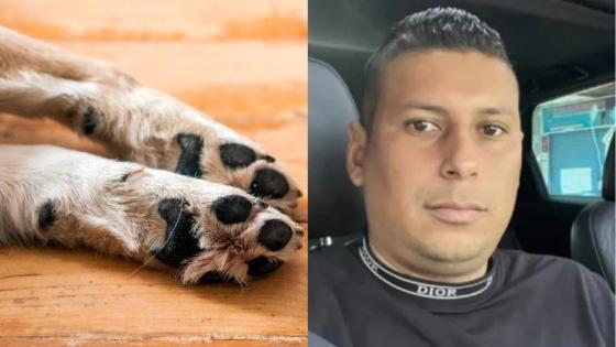 Antioquia ofrece $50 millones por hombre que habría matado a un perro
