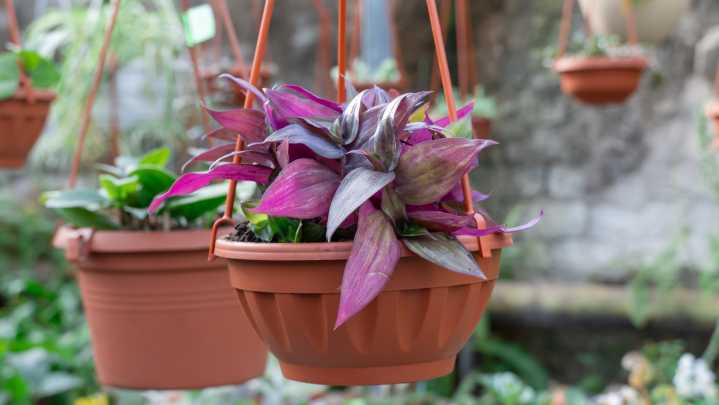 Add Sparkle To Your Home With Color-Changing Inch Plant Varieties