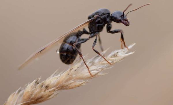 Por qué hay invasión de hormigas voladoras en el AMBA: las zonas más afectadas