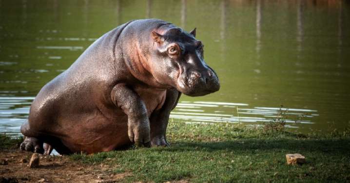 Corpocaldas desmiente presencia de hipopótamos en el Magdalena caldense