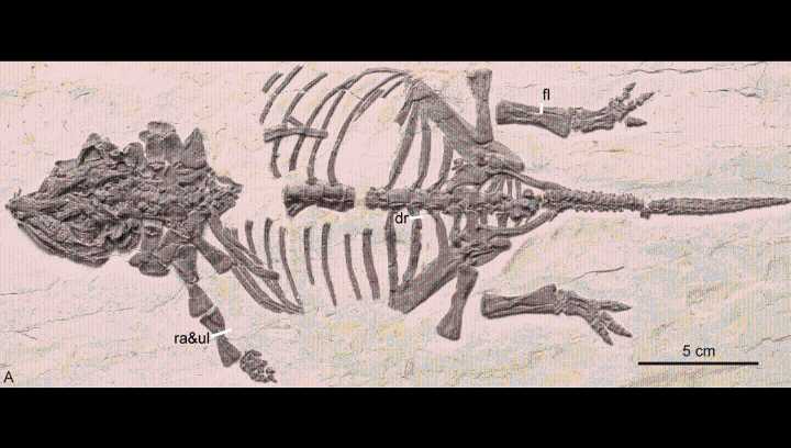 This 115-Million-Year-Old Dinosaur Is The Only Known Ankylosaur Hatchling Fossil In The World