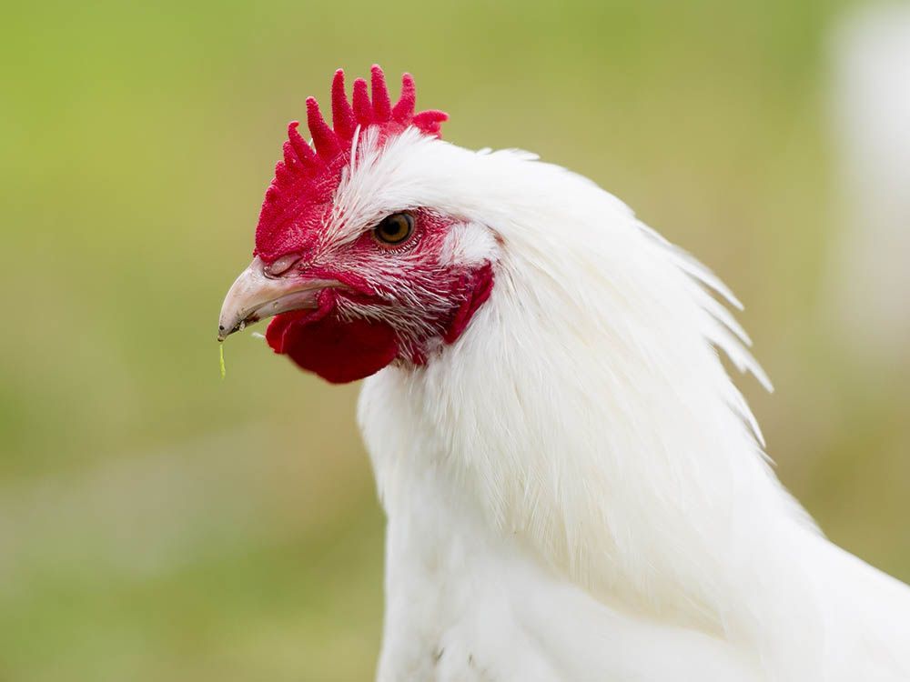 Okanagan animal rescue group says bird flu detected at sanctuary