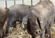 ¿Por qué es tan grave la aparición de PPA? Atentos a los países que cierran